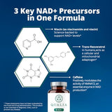 Qualia NAD+ | All-in-one nicotinamide riboside nr supplement for healthy aging | Can boost NAD+ levels up to 50% with: NR (nicotinamide riboside from NIAGEN),Niacin & Niacinamide - Vegan (56 Capsules)